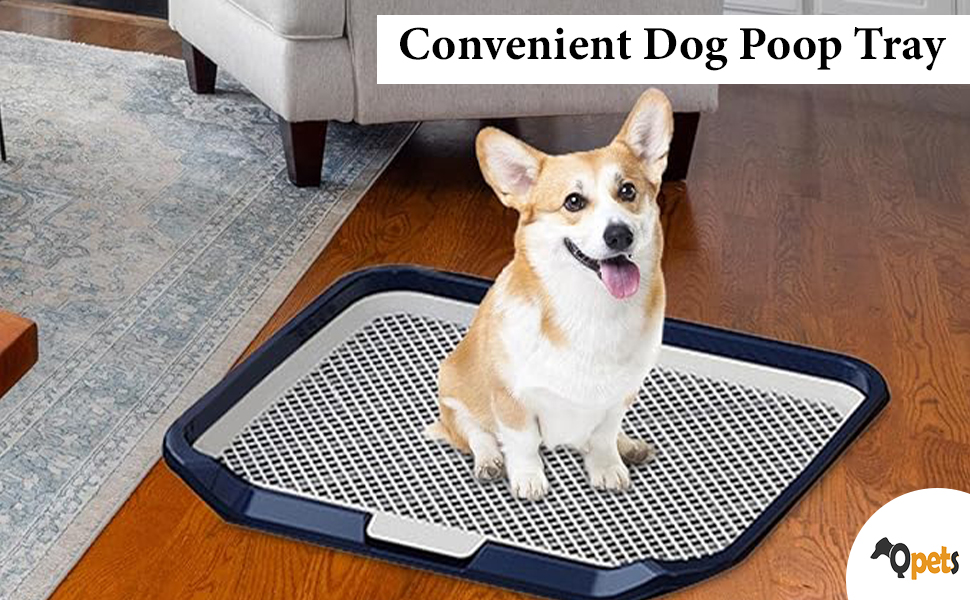 To Poop Potty Train Your Dog Fast Poop Outside Train Dogs To Poop